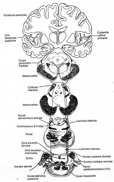 VIE!UDITIVE NUCLEI COCLEARI =>NUCLEI OLIVARI SUPERIORI =>COLLICOLO INFERIORE =>CORPO GENICOLATO MEDIALE DEL TALAMO =>CORTECCIA UDITIVA PRIMARIA In nuclei cocleari neuroni rispondono a vari aspetti