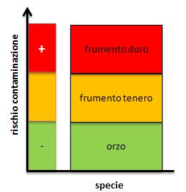 Tale variabilità è più accentuata tra le varietà di frumento tenero rispetto a quelle di frumento duro e di orzo, tuttavia al momento non si dispone di un quadro sufficientemente ampio per fornire