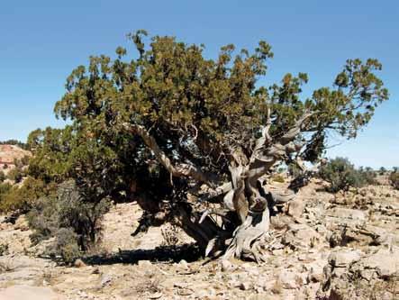 Fig. 5 Un vetusto esemplare di Juniperus excelsa ssp. polycarpos del Jebel Akhdar (Foto: Domenico Gianasso).