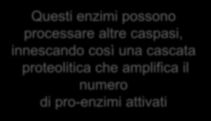 processare altre caspasi, innescando