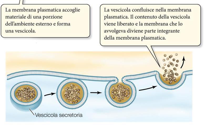 Esocitosi L esocitosi è il processo in cui una vescicola formatasi all interno della cellula si fonde con la membrana plasmatica, liberando all esterno le sostanze che contiene.