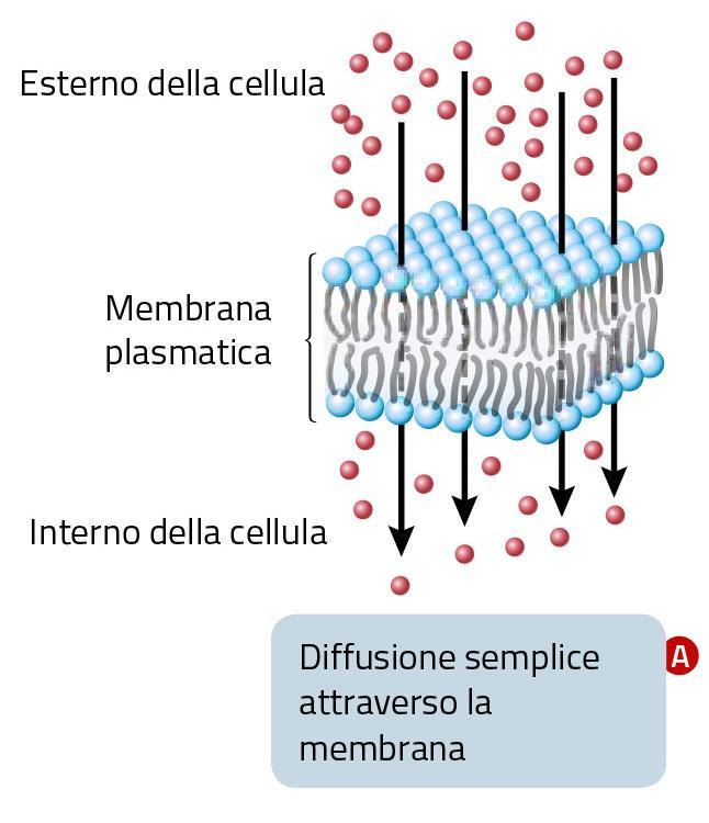 1. La diffusione semplice La diffusione semplice è il passaggio di piccole molecole (solubili nei lipidi) attraverso la membrana.