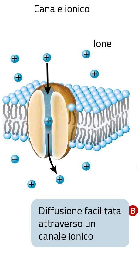 2. La diffusione facilitata La diffusione facilitata è il passaggio di una sostanza secondo gradiente per mezzo di specifiche proteine di membrana: Avviene attraverso canali proteici formati da