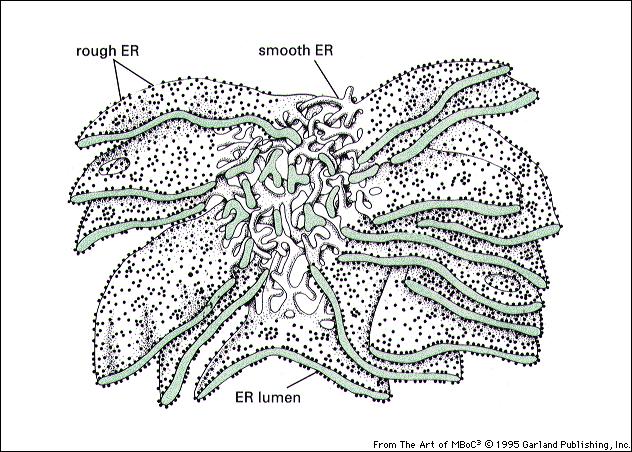 Reticolo endoplasmatico: forma il 50% delle membrane e con il suo lume