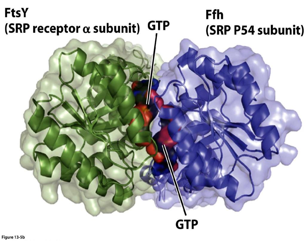 IL RECETTORE DI SRP E LOCALIZZATO SUL RER 1. PROTEINA TRANSMEMBRANA DEL RER 2.