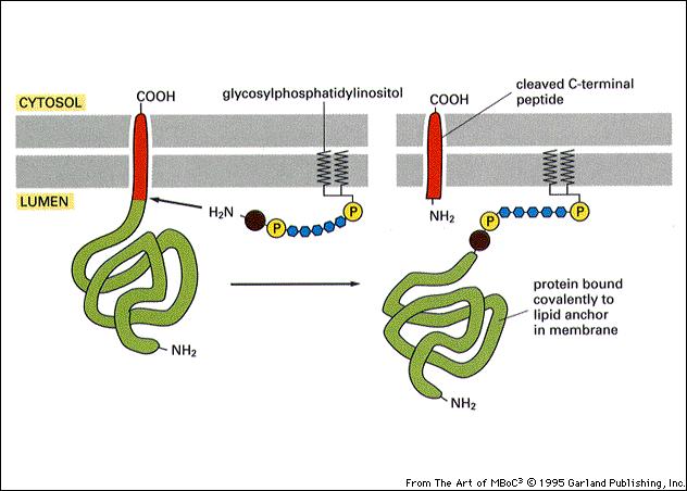 Alcune proteine di membrana tagliano un peptide carbossiterminale e lo