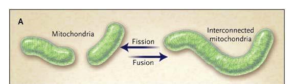 Divisione Mitocondri si dividono per semplice scissione