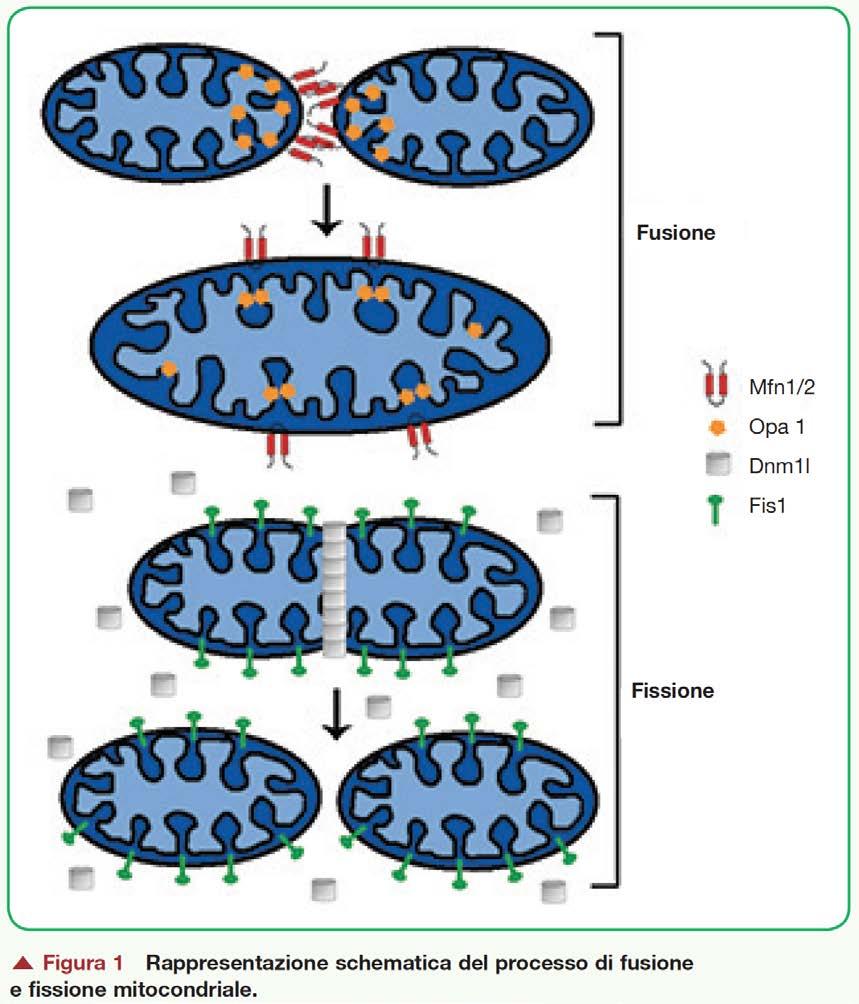 Fusione: Mitofusina 1 e 2 (membrana esterna) OPA1 (Membrana interna)