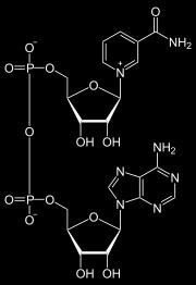 Nicotinammide adenina dinucleotide
