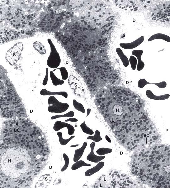 Epatociti Cellule con abbondanza di vari organelli Fino a 1000 mitocondri