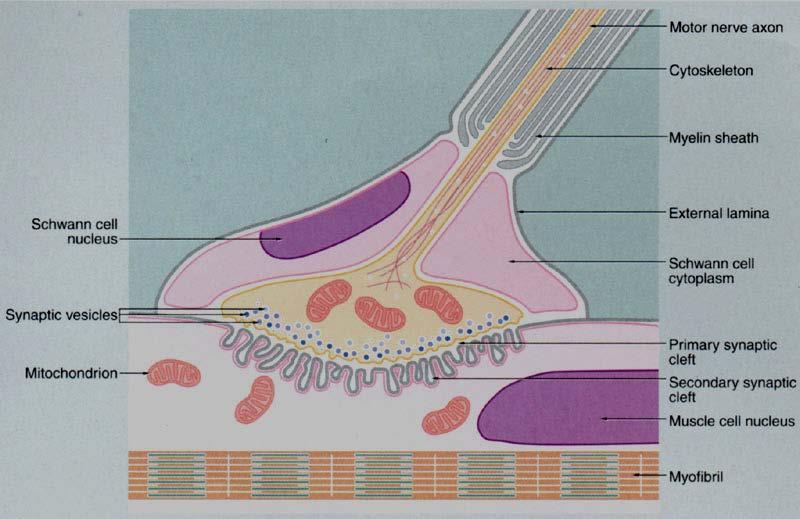 neurotrasmettitori Mitocondri