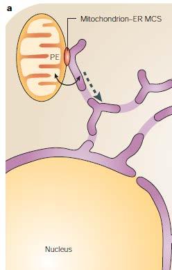 Regioni specifiche di contatto dell RE con i mitocondri (ER-Mitochondria Associated Membranes, MAM) - È stato dimostrato che questi contatti sono coinvolti in eventi molto