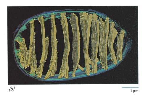 membrane Membrana