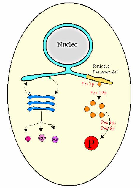 La biogenesi dei perossisomi Vescicole con la proteina Pex3p si distaccano dal Reticolo Endoplasmatico. Le altre proteine dei perossisomi arrivano dal citoplasma.