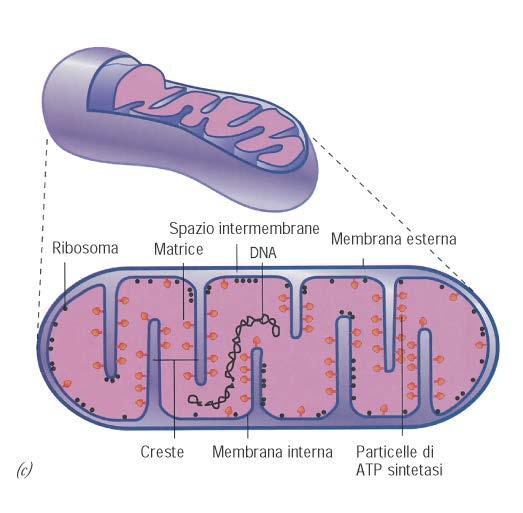 Composizione molecolare Molto ricco in proteine, anche nelle membrane
