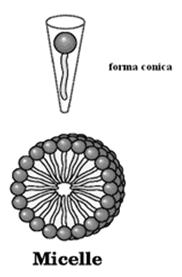 instaurano interazioni idrofobiche che