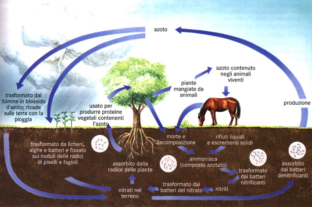 Ciclo biogeochimico dell azoto Dal grande serbatoio