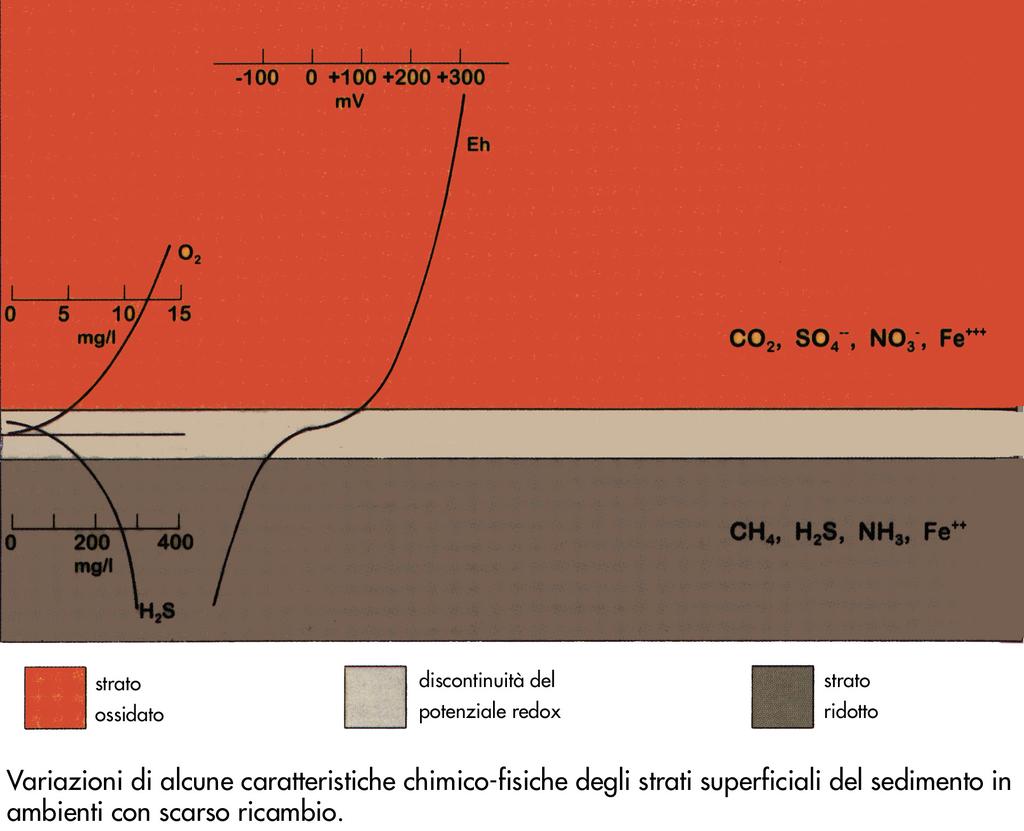 Discontinuità del potenziale redox in ambienti con scarso ricambio Condizioni ossiche in