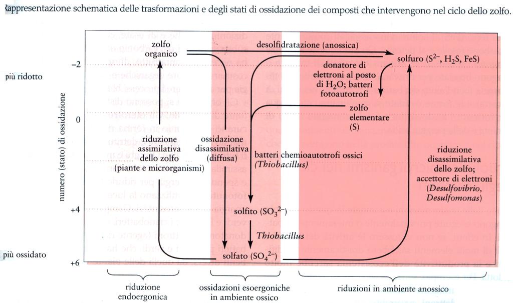 Trasformazioni chimiche complesse e sinergia tra diversi processi Utilizzato