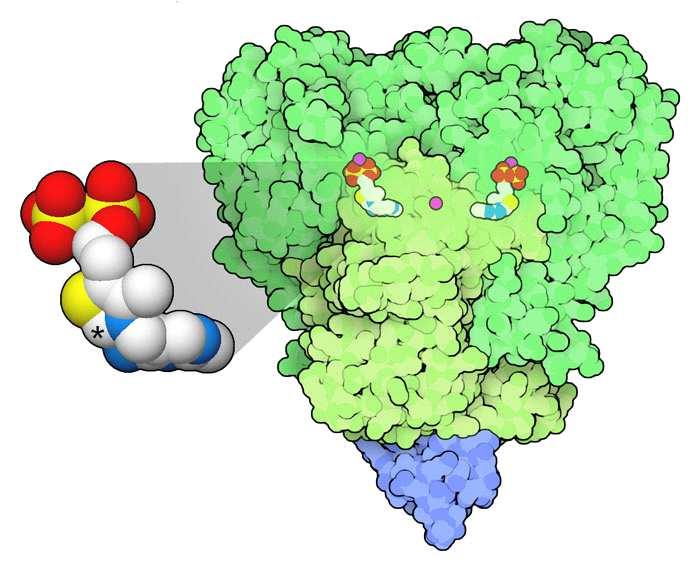 L'enzima E1 che realizza il primo passaggio, decarbossilazione, è mostrato qui a destra (file PDB 1w85), usa tiamina pirofosfato (vitamina B1) per estrarre anidride carbonica, CO2, dal piruvato.