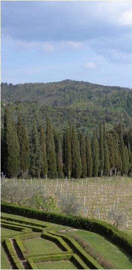 Conclusioni Il monitoraggio del patrimonio arboreo è lachiave perlagestione Gli strumenti informatici conservano e organizzano i dati permettendo di