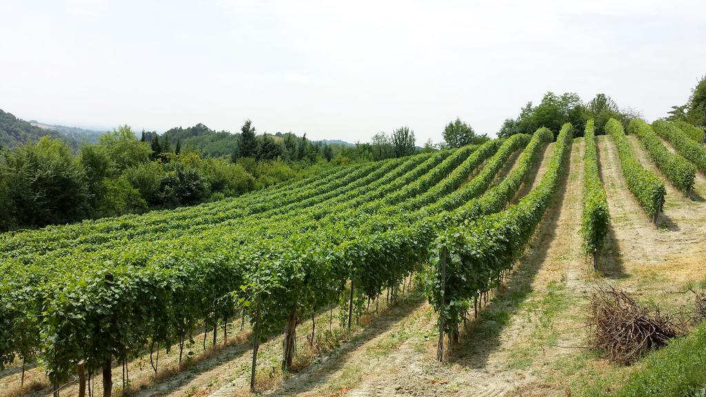 In collina si coltivano le viti, gli