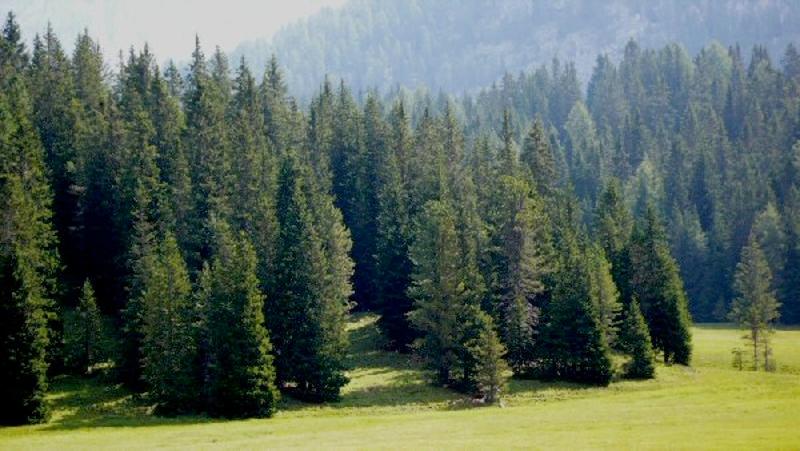 In montagna ci sono grandi boschi di pini e