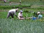 La regione di Quetzaltenango, circondata da vulcani, è