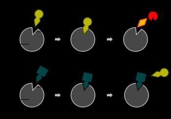 L attività di un enzima può essere regolata