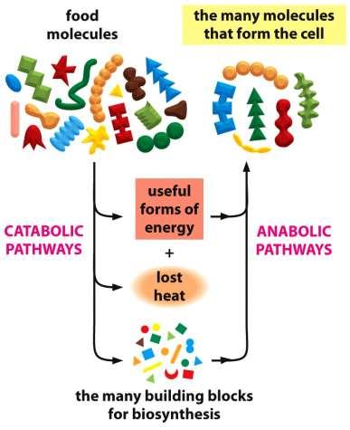 Metabolismo Catabolismo: Utilizzazione dei nutrienti, demolizione di molecole per ricavarne materia prima ed energia.