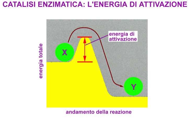 Gli enzimi riducono l