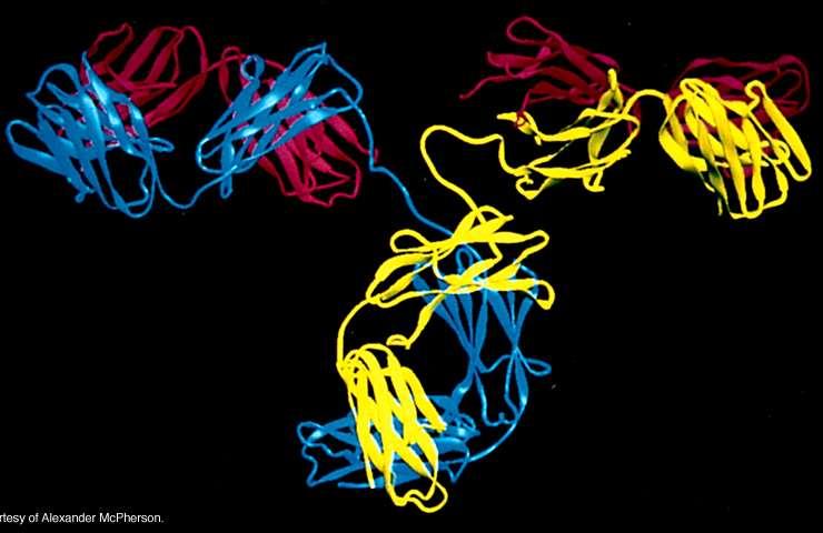 Esempi di funzioni svolte dalle proteine Anticorpi Trasporto di sostanze Funzioni