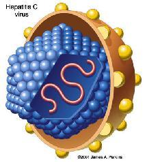 I VIRUS NON SONO CELLULE Sebbene i virus siano in grado di effettuare molte delle funzioni normalmente espletate da una cellula vivente, essi mancano