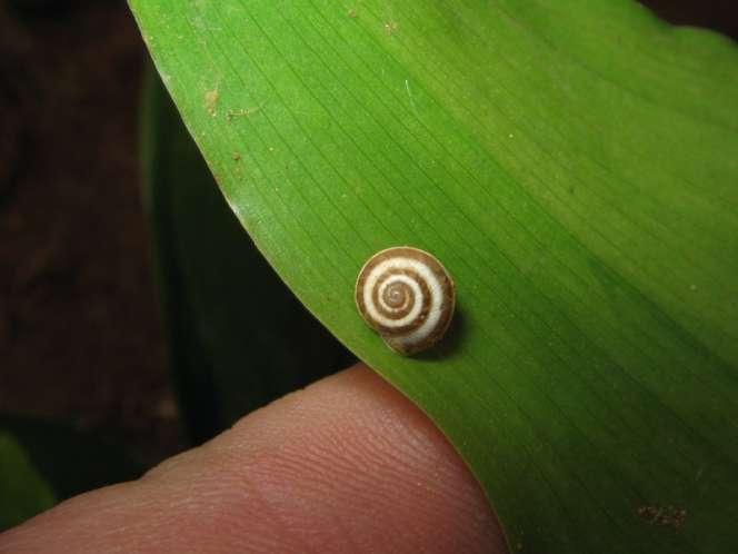 Aspidistra elatior