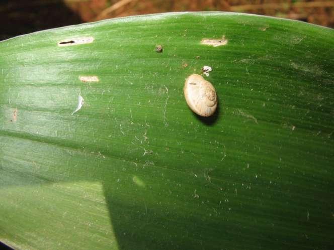 Aspidistra elatior Theba