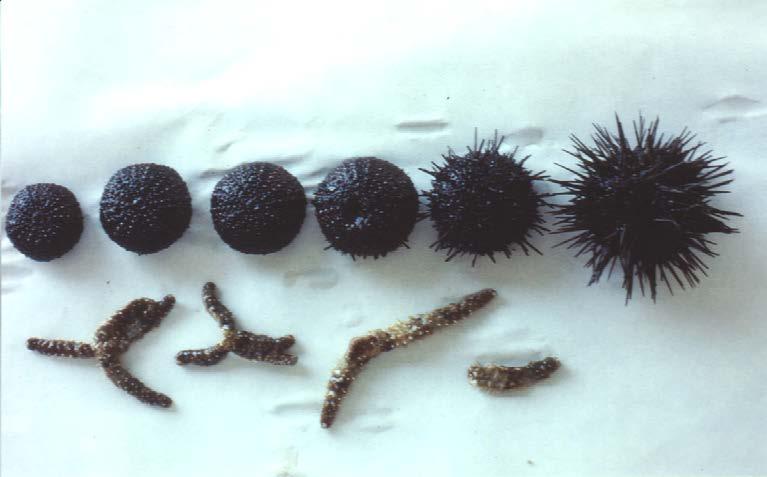 ricci di mare (Paracentrotus lividus) morti o con perdita gli aculei stelle di mare (Coscinasterias tenuispina) con perdita delle