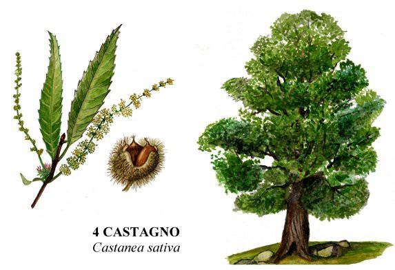 La Castanicoltura in Italia (Castanea sativa Miller, Castanea crenata Siebold e Zucc.