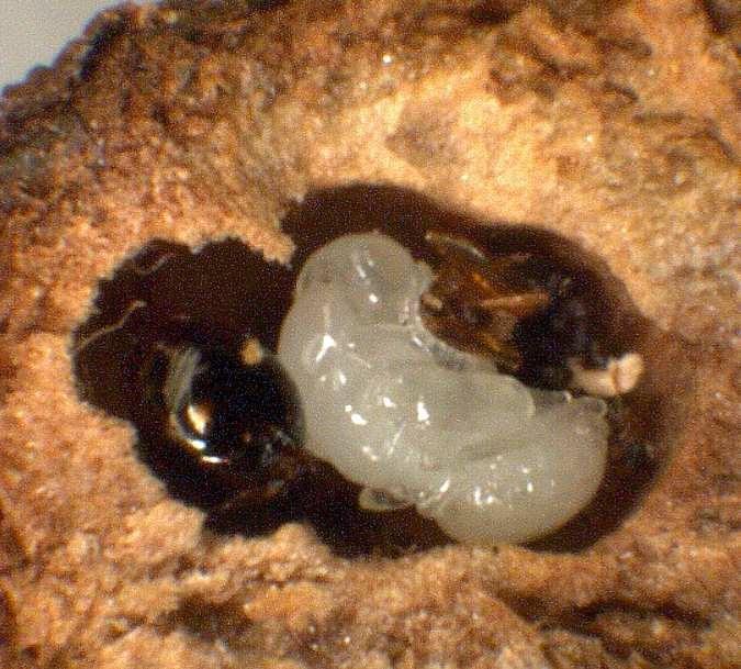 Cinipide del Castagno Dryocosmus