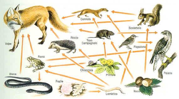 Conoscere i cicli dell acqua e del carbonio e dell interferenza antropica su di essi Il flusso di materia In un ecosistema avvengono continuamente trasferimenti di materia tra viventi (predatori che