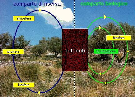 Il flusso di energia, passando attraverso i vari livelli trofici, si riduce; pertanto gli studiosi hanno costruito un modello grafico di questo processo che prende il nome di piramide dell energia