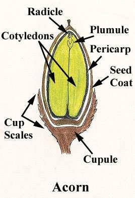 Spermatofite (Piante a seme); comparsa del polline Lo sviluppo del seme fu una delle innovazioni più spettacolari nella diversificazione delle piante.
