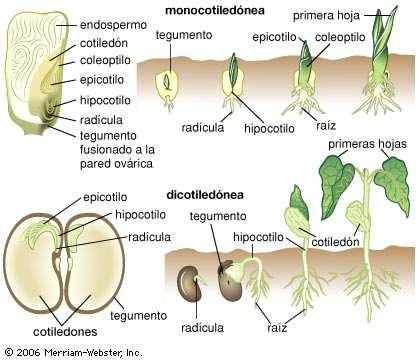Sviluppo dell Embrione e Germoglio All apice di ogni germoglio e radice sono presenti i meristemi apicali responsabili dell allungamento della pianta in quanto composti di cellule meristematiche,