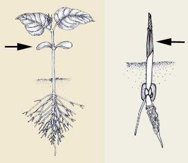 Sviluppo dell embrione e Germoglio Plumula Epicotile Ipocotile radice primaria L epicotile è quella parte del germoglio che si trova sopra l inserzione dei cotiledoni mentre l ipocotile è la parte