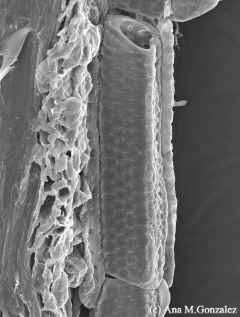Principali tipi di cellule e tessuti della pianta Esistono due tipi di tessuti: tessuti primari e tessuti secondari.
