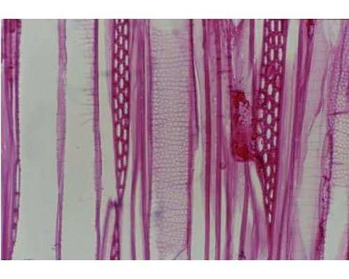 Gli elementi delle trachee si dispongono in lunghe colonne denominate trachee Tracheidi Crittogame vascolari Gimnosperme Angiosperme Le tracheidi sono cellule