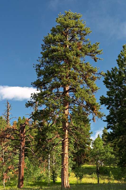 normalmente sopravvive Coniferophyta Pinus Abies Picea Larix Taxus Sequoia Tsuga Cupressus Juniperus