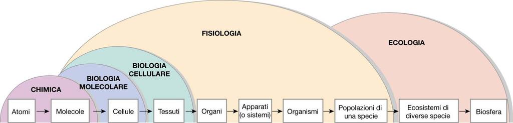 La Fisiologia è la disciplina che studia il funzionamento dell organismo nel suo insieme e lo svolgimento delle funzioni corporee in condizioni di omeostasi, ovvero di benessere.