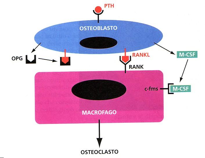 Per essere attivati gli osteoclasti necessitano di due elementi: a) la matrice ossea deve essere demineralizzata ad opera di enzimi litici osteocitari; b) specifici fattori, quali il M-CSF