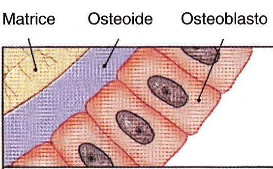 Gli osteoblasti Cellule cuboidi dell osso immaturo Derivano dalle cellule osteoprogenitrici Sintetizzano i componenti organici della matrice ossea