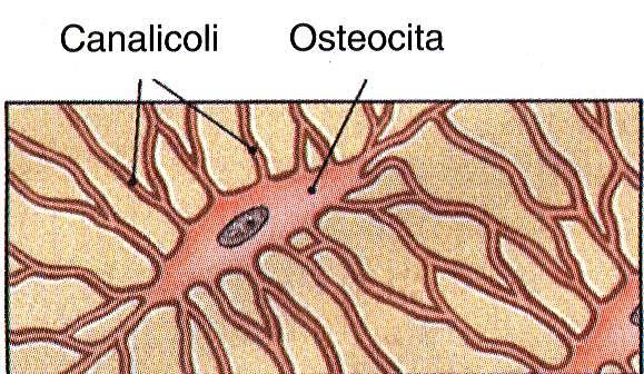 Gli osteociti Cellula dendritica dell osso maturo che ricambia la matrice dell osso Si trovano nelle lacune, spazi compresi tra le